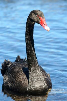 Download Black Swan Journal: 150 Page Lined Notebook/Diary - NOT A BOOK file in ePub