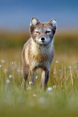 Read Solitary Alpine Fox (Vulpes Lagous) with Summer Coat in Svalbard Norway Journal: 150 Page Lined Notebook/Diary - NOT A BOOK | PDF