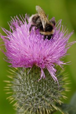 Read online A Buzzing Bee on a Pink Flower Journal: 150 Page Lined Notebook/Diary - NOT A BOOK | PDF