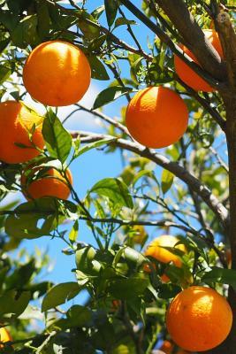 Download Orange Tree Journal: 150 Page Lined Notebook/Diary - NOT A BOOK file in PDF