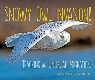 Download Snowy Owl Invasion!: Tracking an Unusual Migration - Sandra Markle | ePub