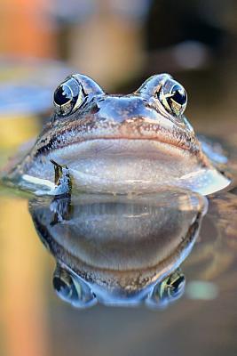 Read Common Frog in a Pond Journal: Take Notes, Write Down Memories in This 150 Page Lined Journal - Animal Lovers Journal file in ePub